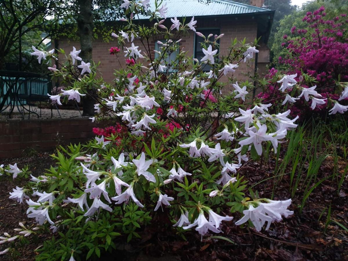 Carcoola Villa Blackheath Buitenkant foto